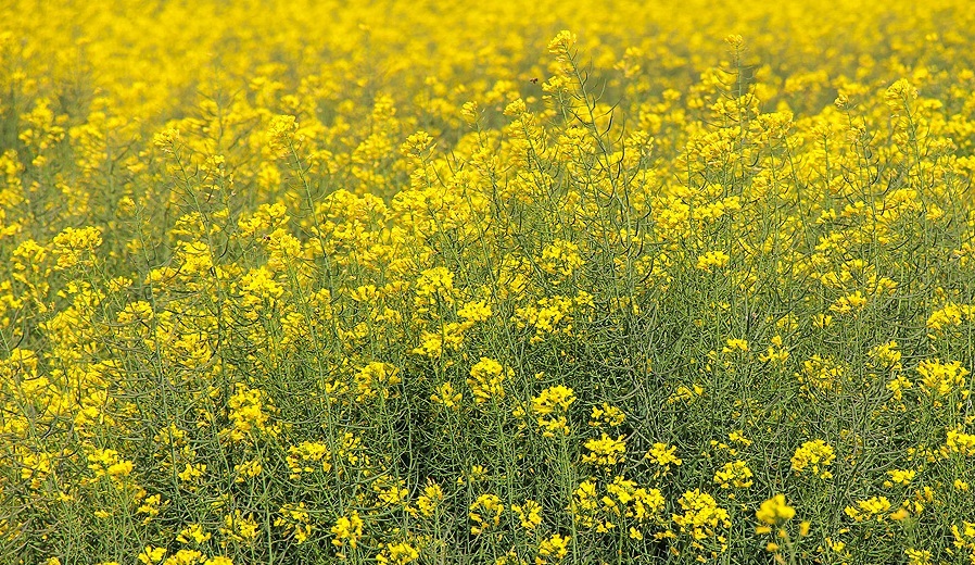 مزرعه طلایی کلزا در تربت جام+تصاویر