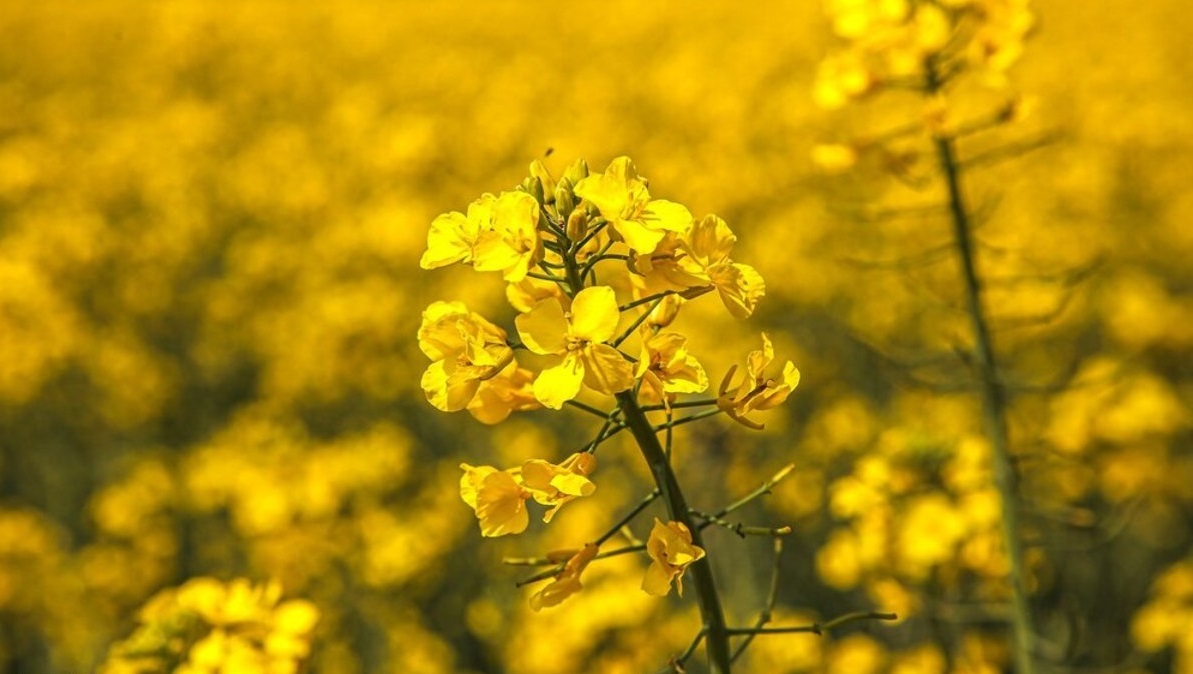 مزرعه طلایی کلزا در تربت جام+تصاویر