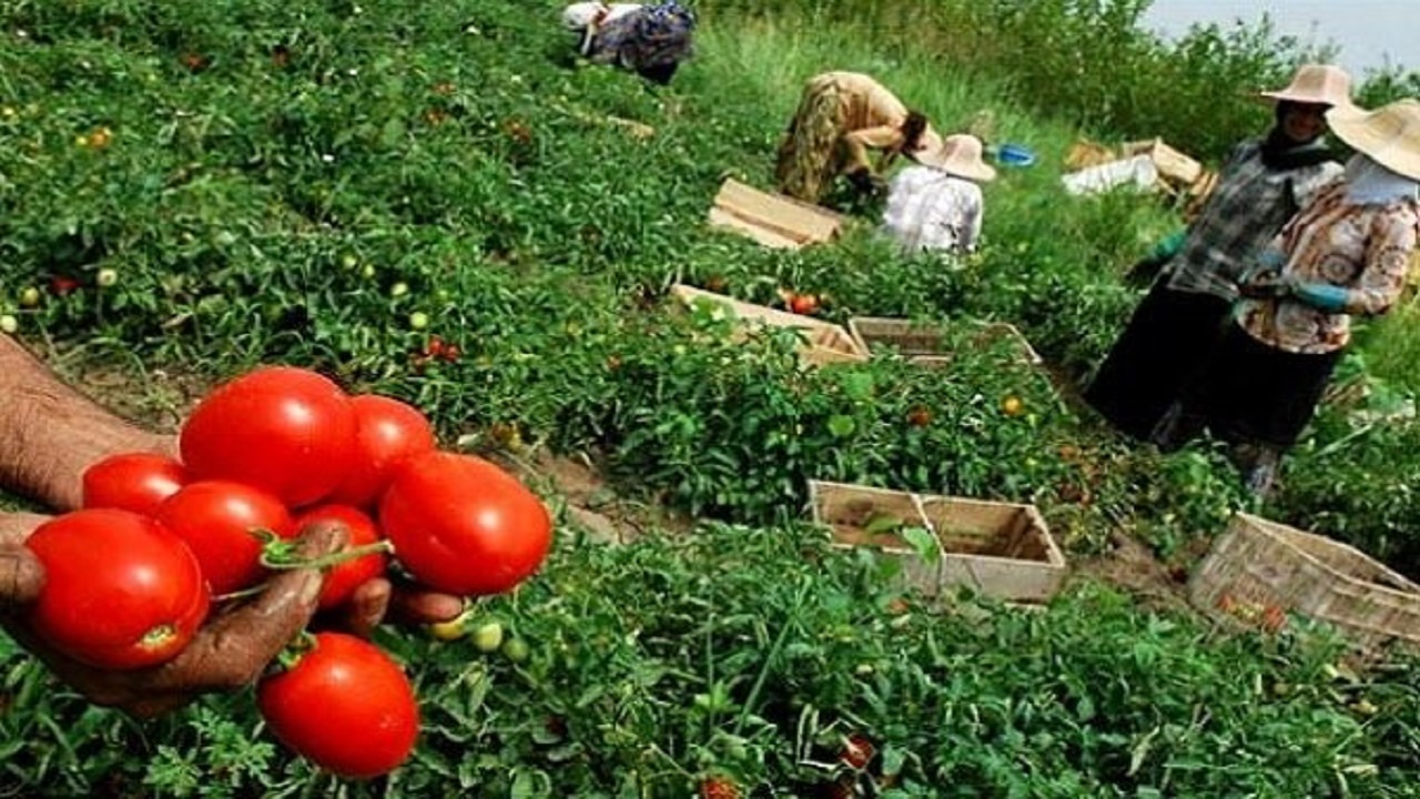 تلاش برای رشد ۸.۷ درصدی بخش کشاورزی در آذربایجان شرقی