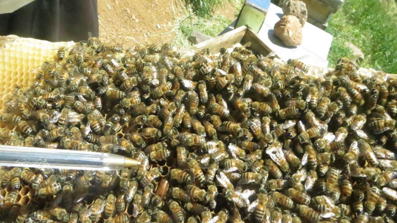 آفت کشها زنبورعسل ها را کشت