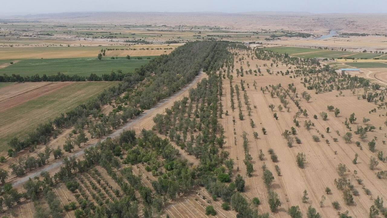 گلایه شهروندان دزفولی از جنگل خواری + تصاویر