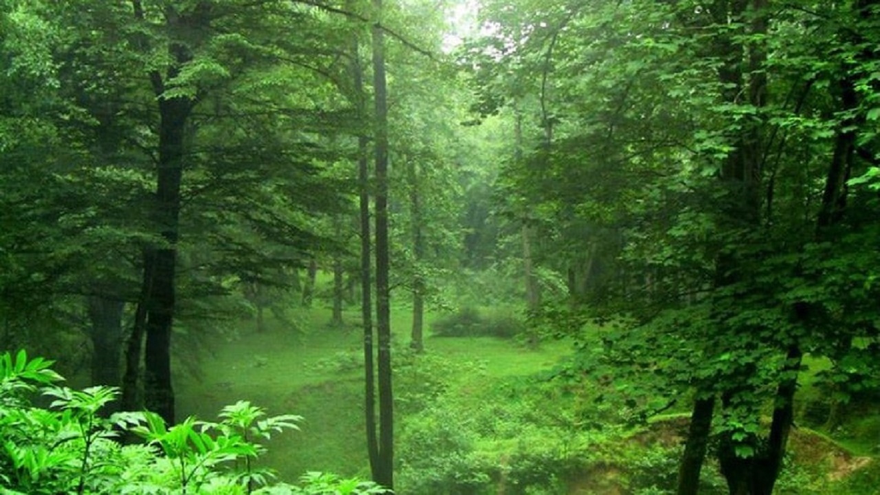 جنگل دالخانی از