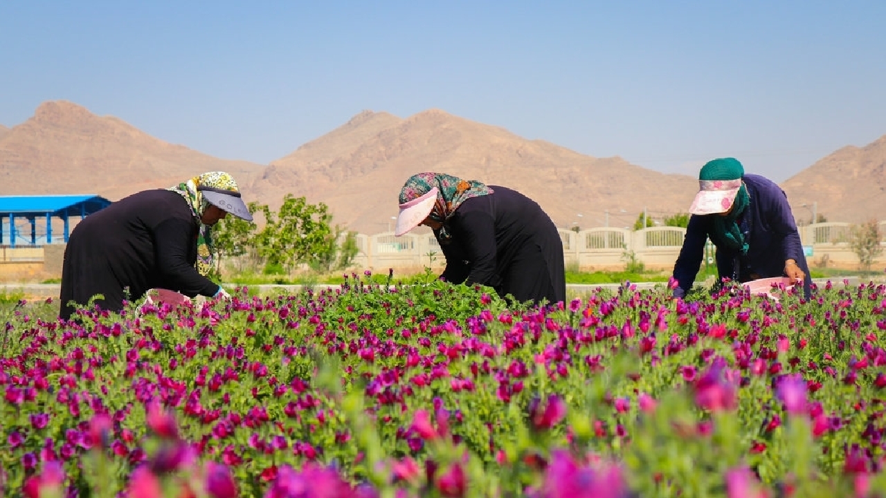 اجرای طرح ترویج کشت گیاهان دارویی در شهرستان کهگیلویه
