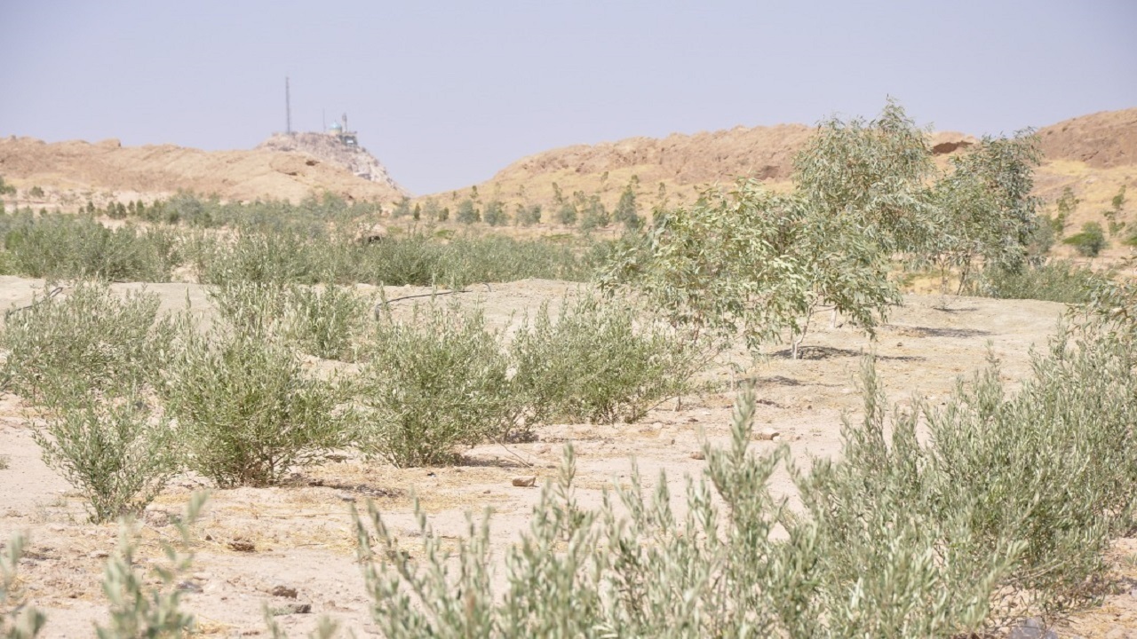 شناسایی ۳۰ گونه گیاهی متناسب با اقلیم قم