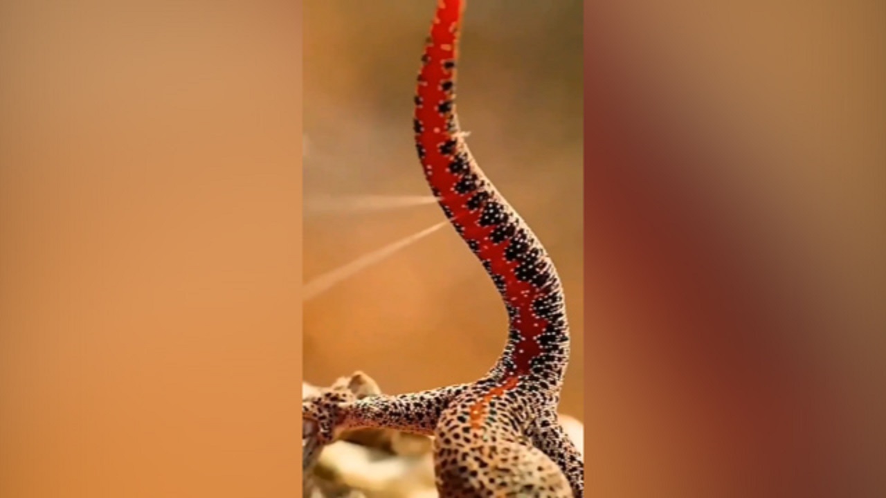 مکانیسم دفاعی متفاوت یک مارمولک + فیلم