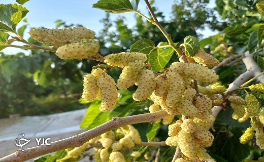 برداشت توت در خراسان جنوبی