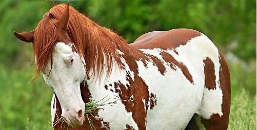 زیباترین اسب های جهان