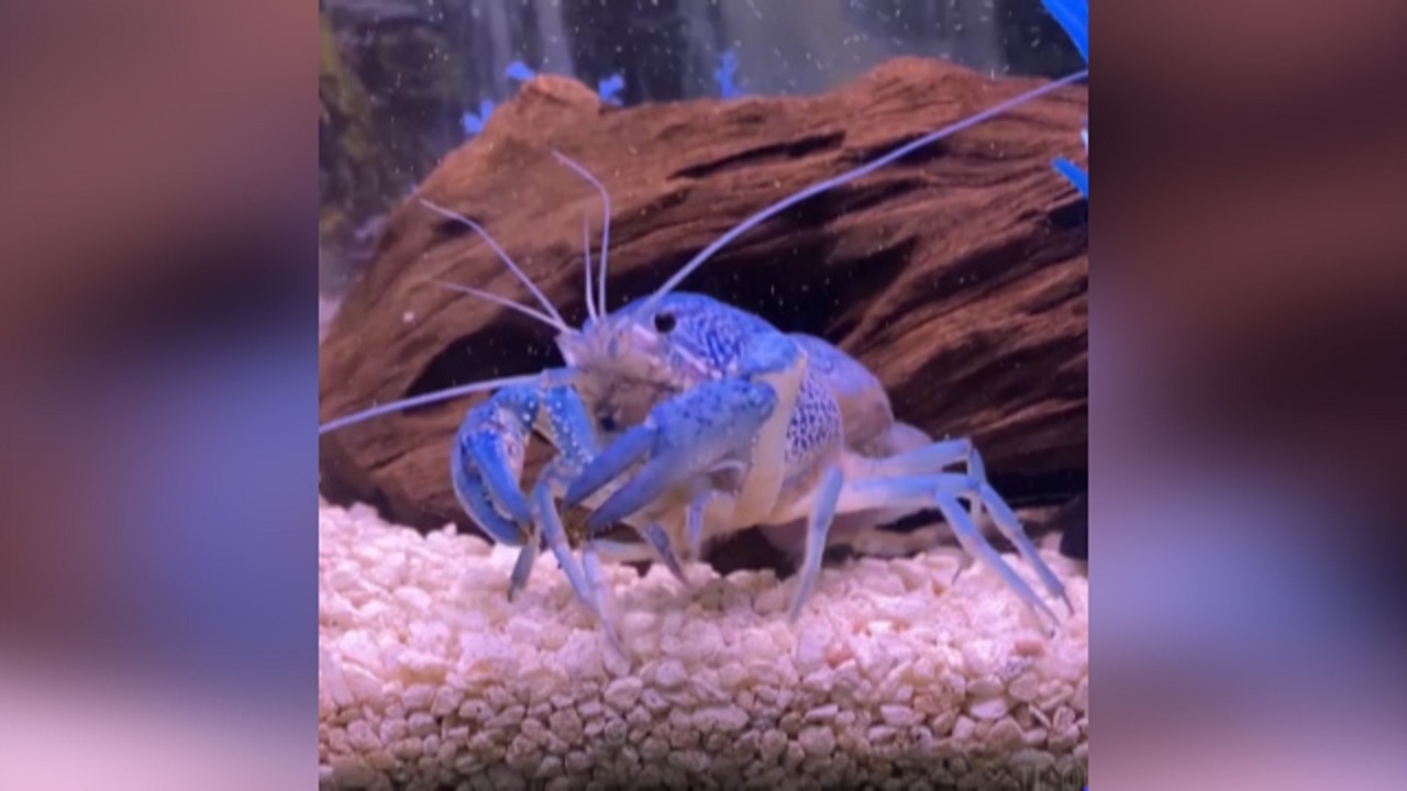 خوشحالی یک خرچنگ قبل از غذا خوردن + فیلم