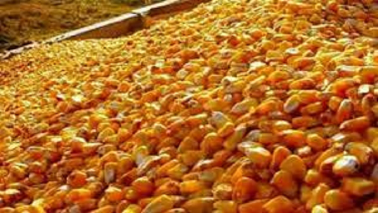 بار قاچاقی که به مقصد نرسید