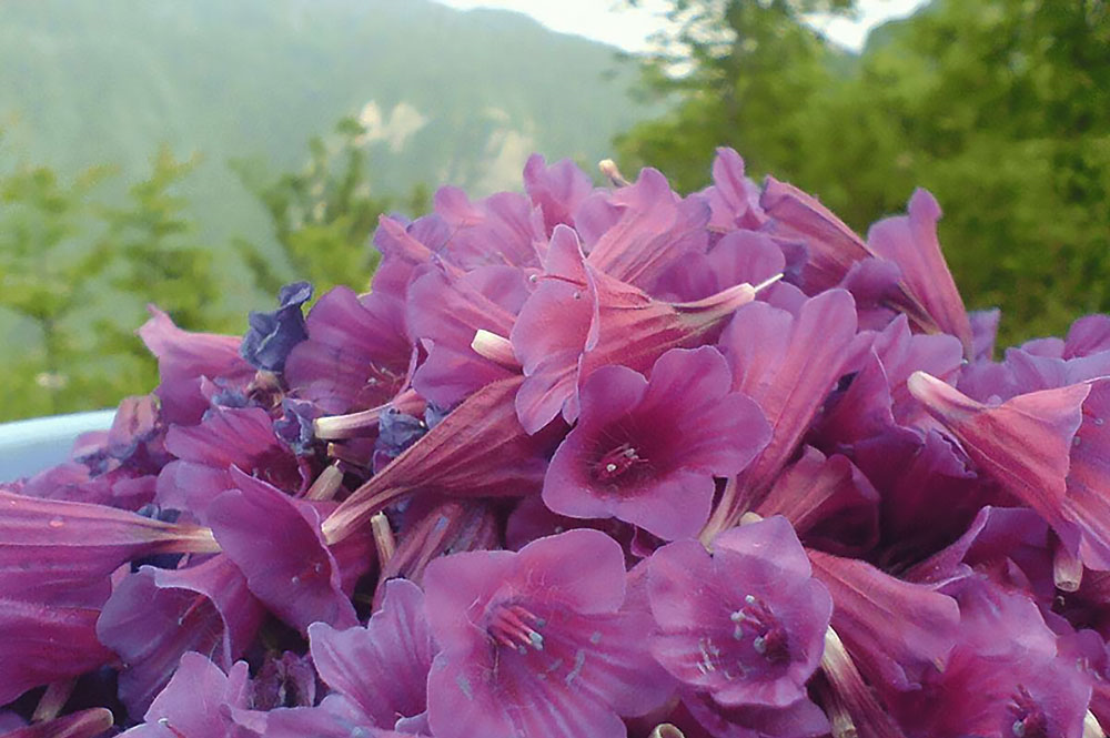 گل&zwnj;ها و گیاهان را جایگزین داروهای مسکن کنید