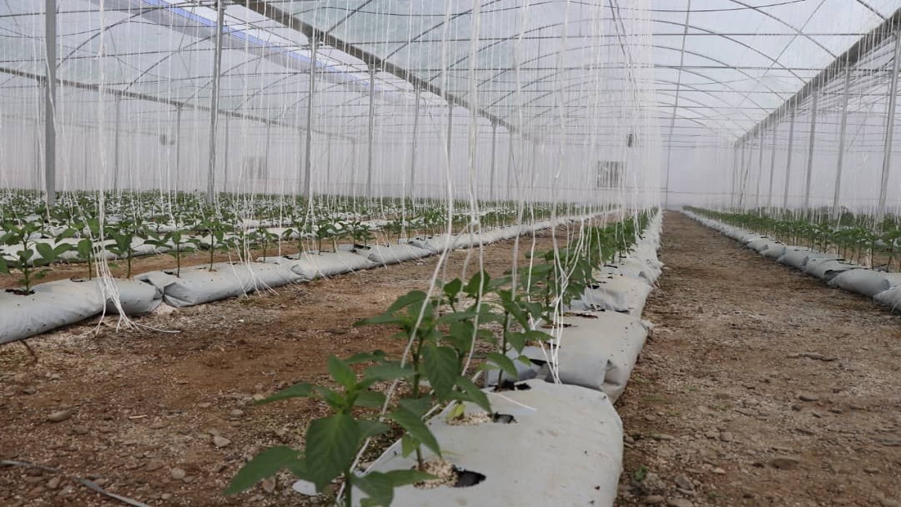 پرداخت تسهیلات به کارآفرینان حوزه کشاورزی در سیستان وبلوچستان