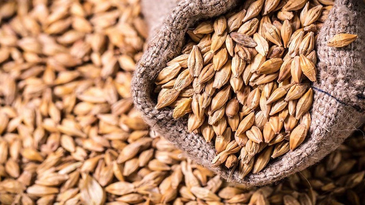 کشف بیش از ۲۴ هزار کیلوگرم جو دامی وارداتی در اردبیل