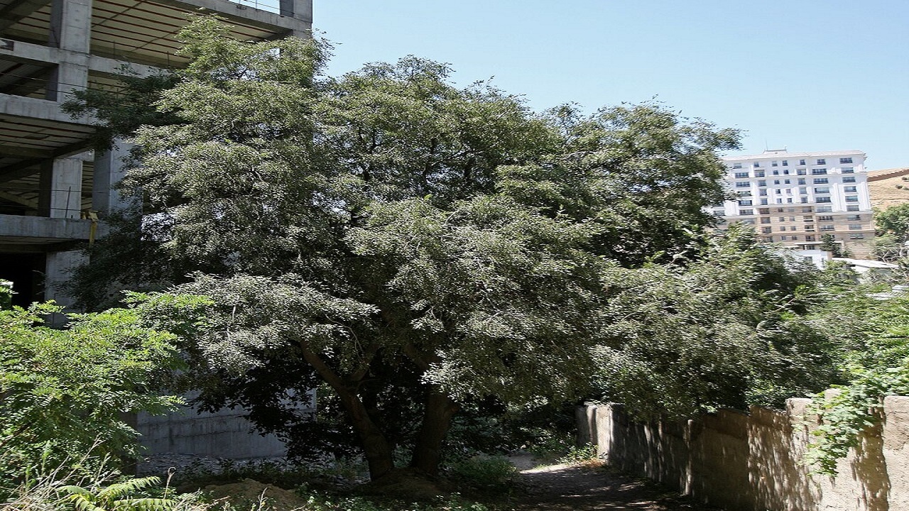 رمزگشایی از راز درخت داغداغان در شمیران