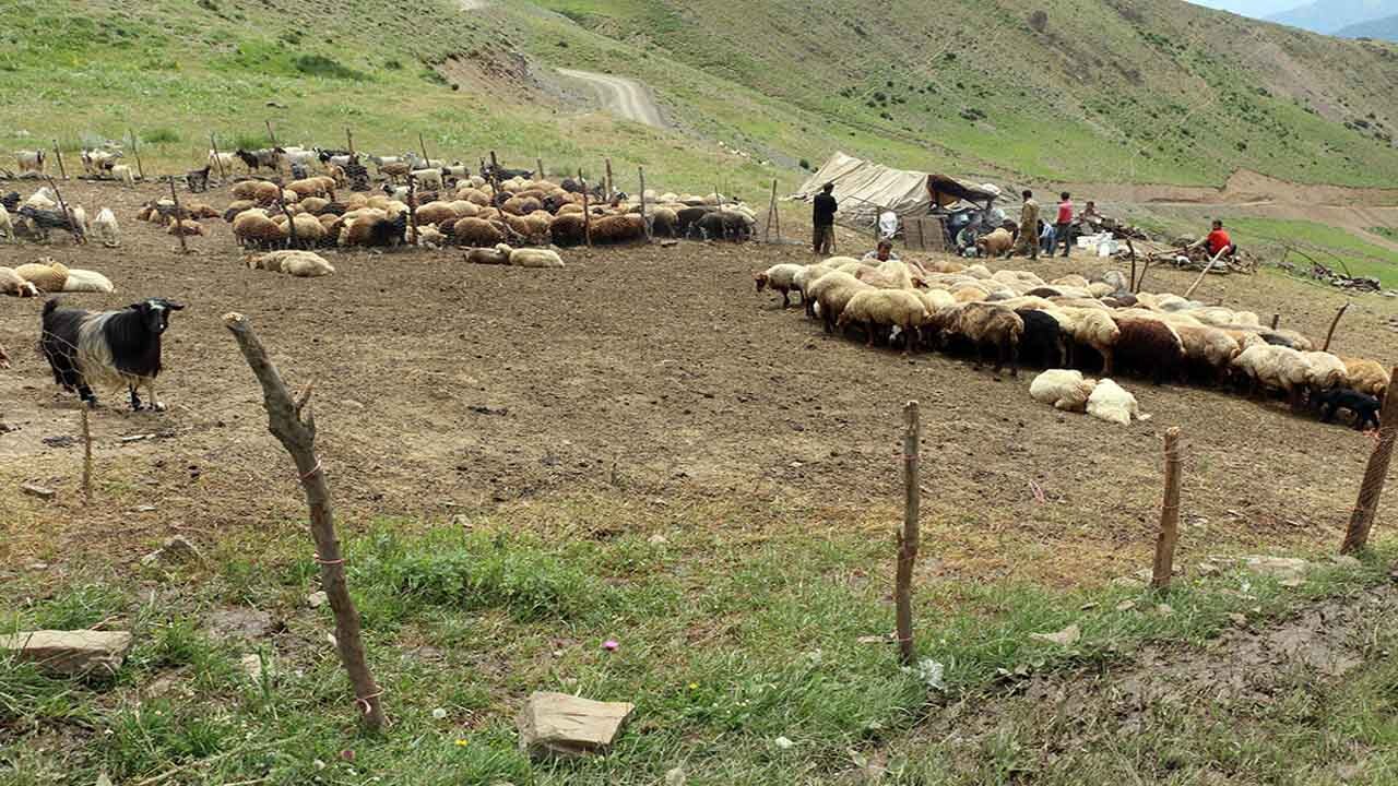 اعلام ممنوعیت‌های ورود دام به مراتع