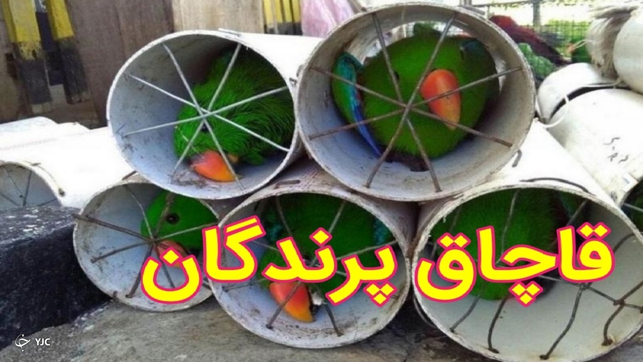 کشف هشت قطعه پرنده زینتی در مرز دوغارون