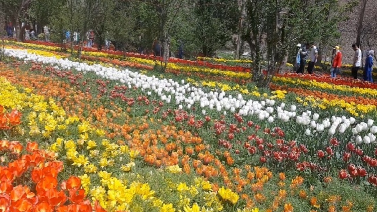 نمایش رنگین کمان لاله ها در دامنه های آسارا