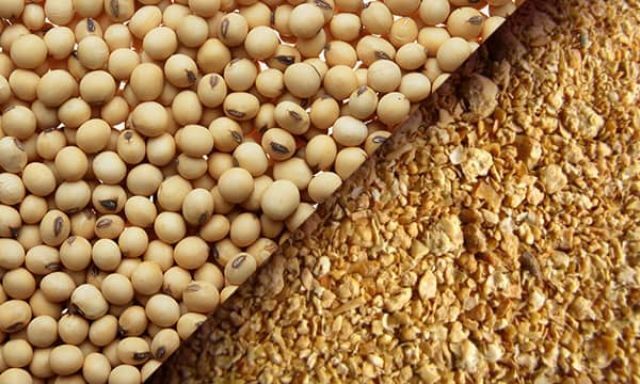 ۱۰۰ هزار تن کنجاله سویا در هفته آینده توزیع می شود