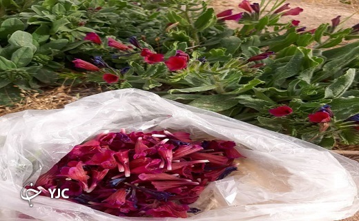 برداشت گل گاوزبان در بخش نیر+تصاویر