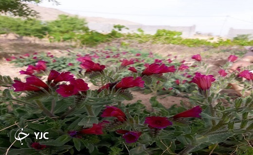 برداشت گل گاوزبان در بخش نیر+تصاویر