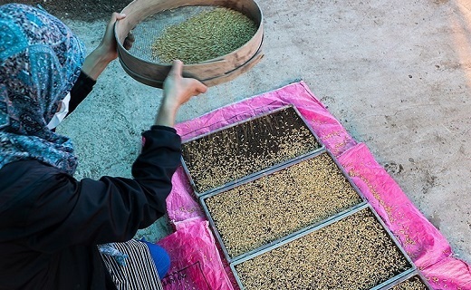 نشاء ماشینی برنج در شالیزارهای رودسر نشاء ماشینی برنج در شالیزارهای رودسر