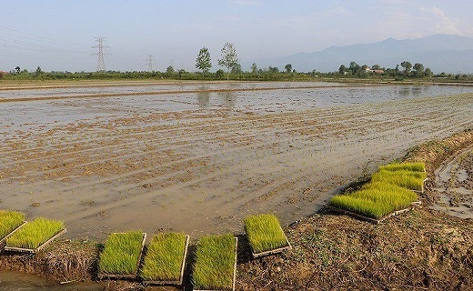 نشاء ماشینی برنج در شالیزارهای رودسر نشاء ماشینی برنج در شالیزارهای رودسر