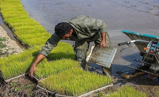 نشاء ماشینی برنج در شالیزارهای رودسر نشاء ماشینی برنج در شالیزارهای رودسر