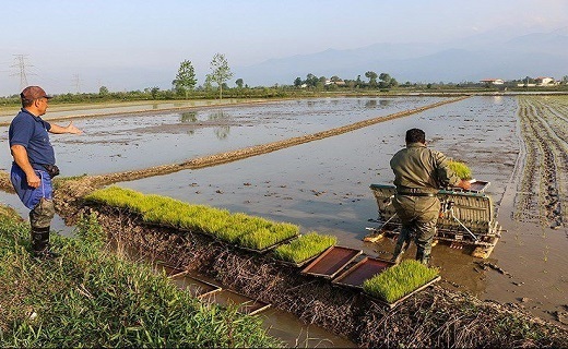 نشاء ماشینی برنج در شالیزارهای رودسر نشاء ماشینی برنج در شالیزارهای رودسر