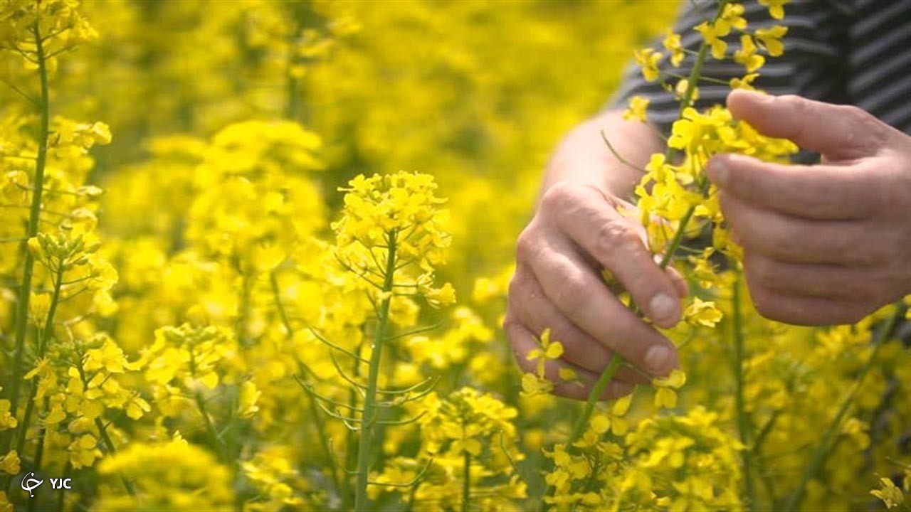 ۲۳ درصد مزارع کلزا در مهاباد سرما زده شد
