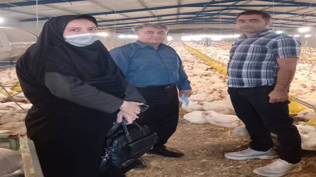هوشمند سازی مرغداری در زرقان نتیجه داد