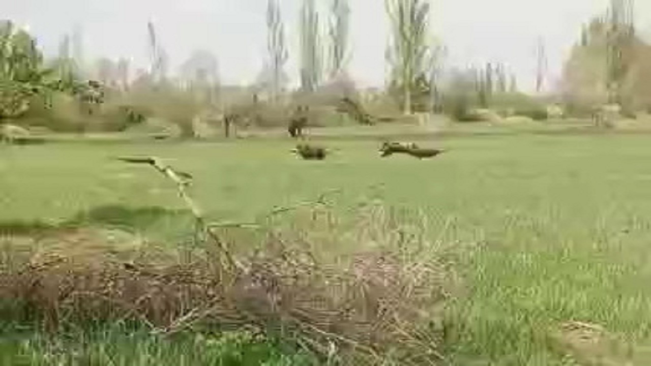 مشاهده سه قلاده گراز وحشی در هشترود