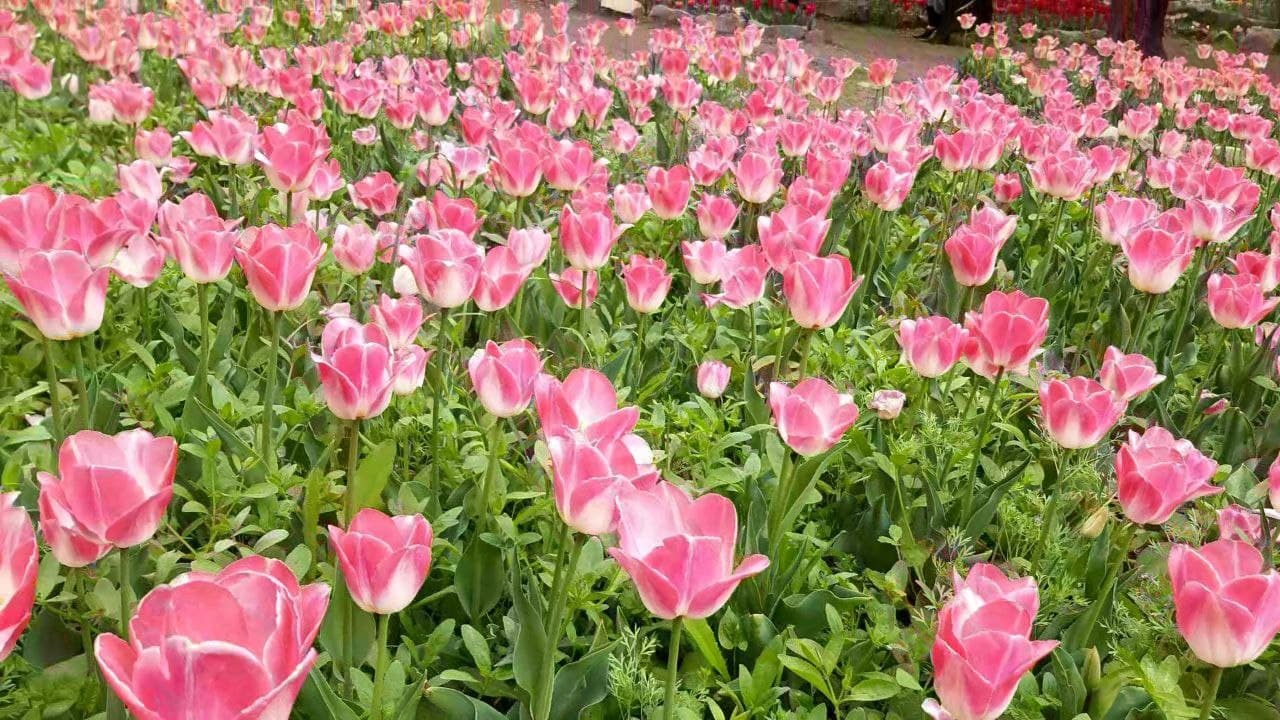 فرش لاله&zwnj;های رنگارنگ در آسارا در لنز دوربین شهروند خبرنگار + فیلم و تصاویر