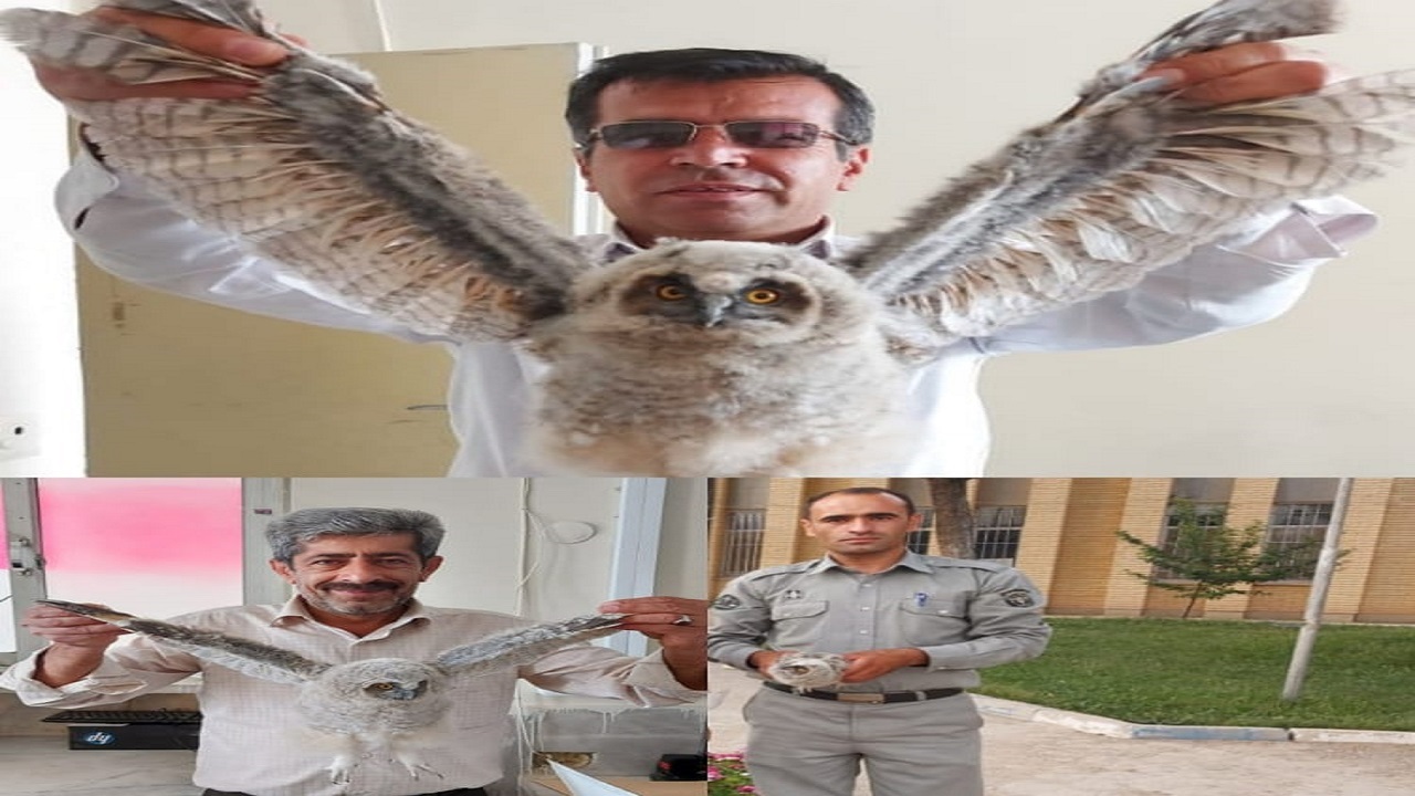 تحویل یک بهله جغد شاخدار به اداره حفاظت محیط زیست لردگان