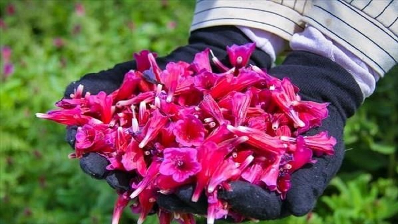 آغاز برداشت گل گاوزبان از مزارع بخش کدکن تربت حیدریه