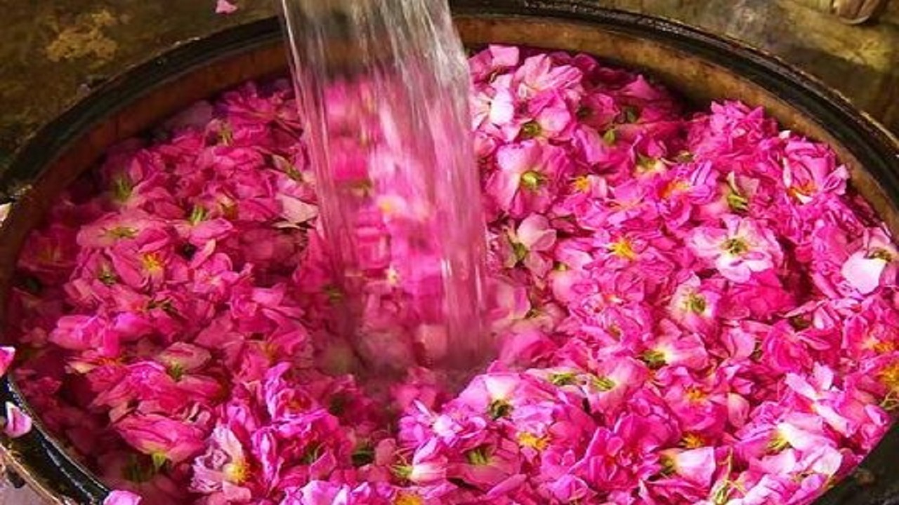 برگزاری نخستین جشنواره گلاب گیری کرج در پارک ملی ایران کوچک
