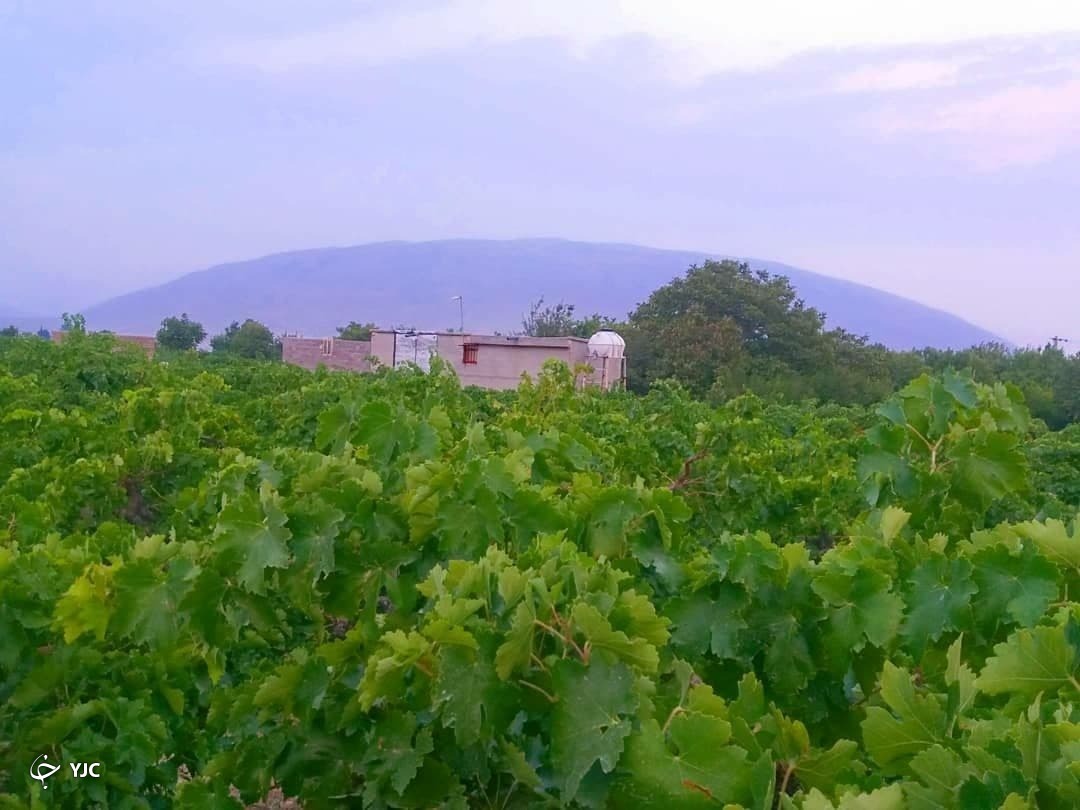آواز طبیعت در تاکستان‌های خراسان شمالی