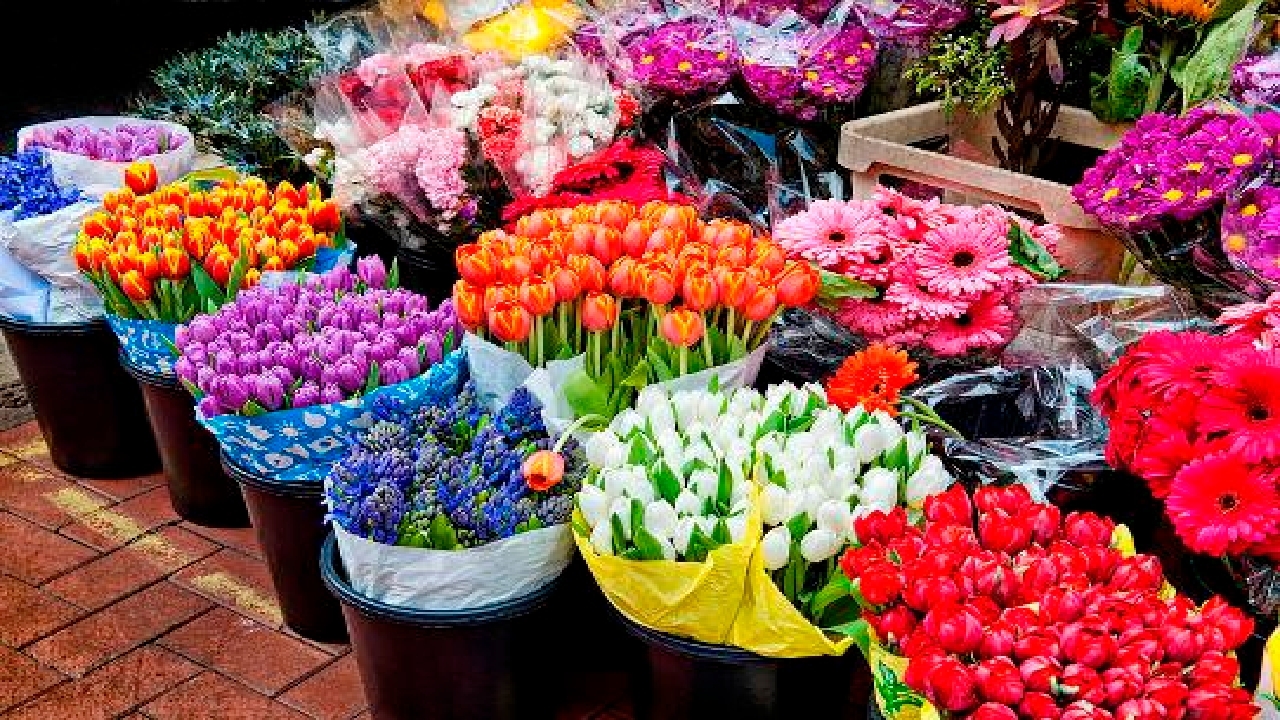 سهم ایران در ردیف کشور‌های پر مصرف گل و گیاه