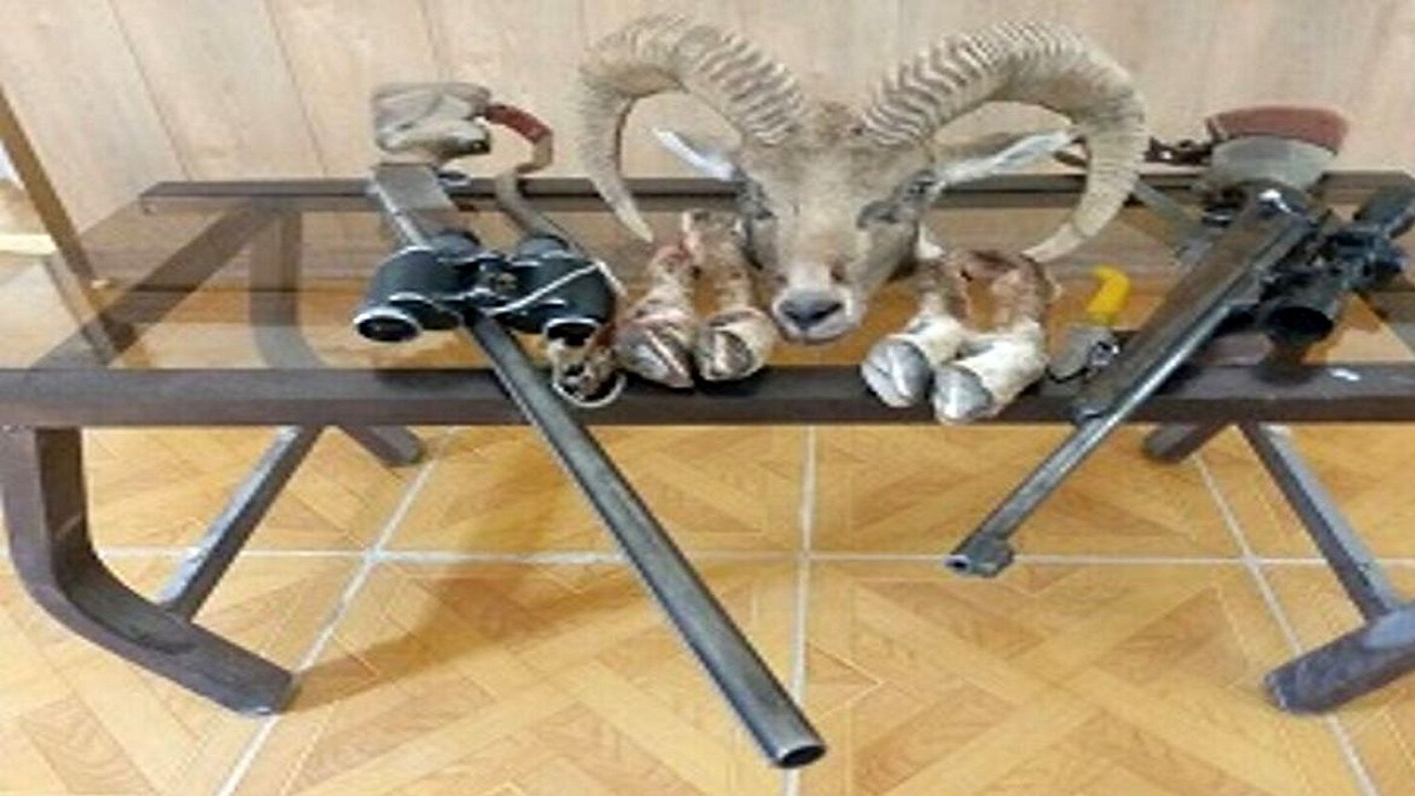 قوچ وحشی شکار شد