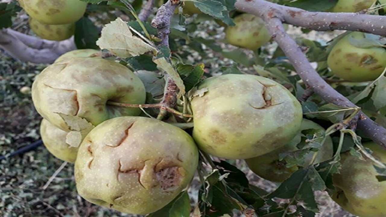 خسارت میلیاردی سیل و تگرگ اخیر به بخش کشاورزی کاخک گناباد+ فیلم