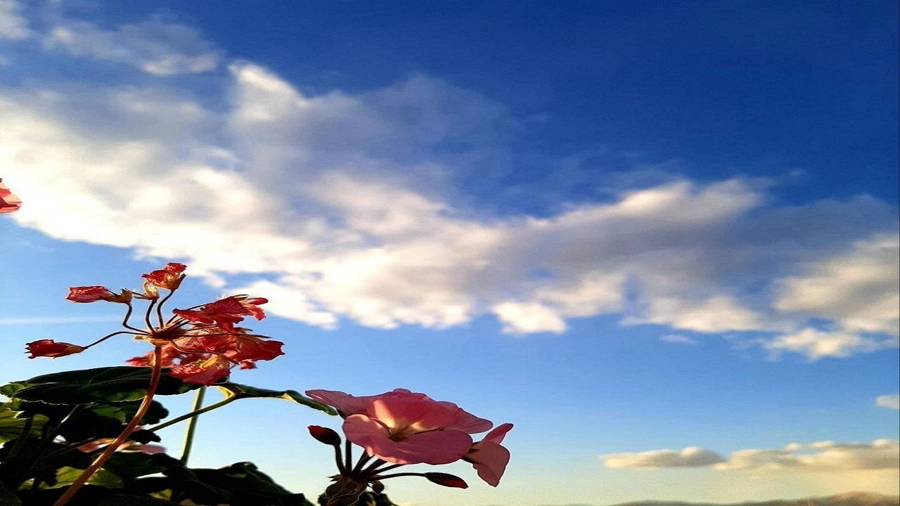 نمایی از گل های بهاری در دشت لیلاخ + فیلم و تصاویر