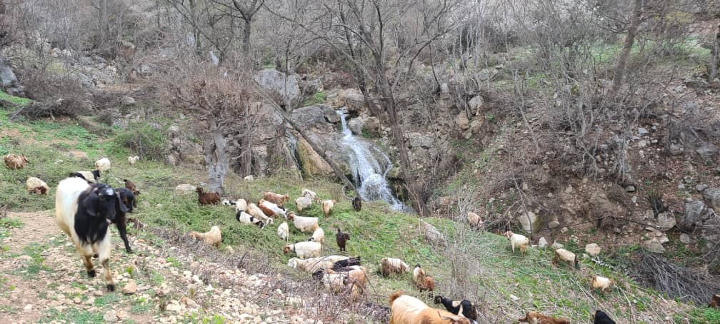 گوشه ای از طبیعت شمال کشور در روستای اوارد + تصاویر