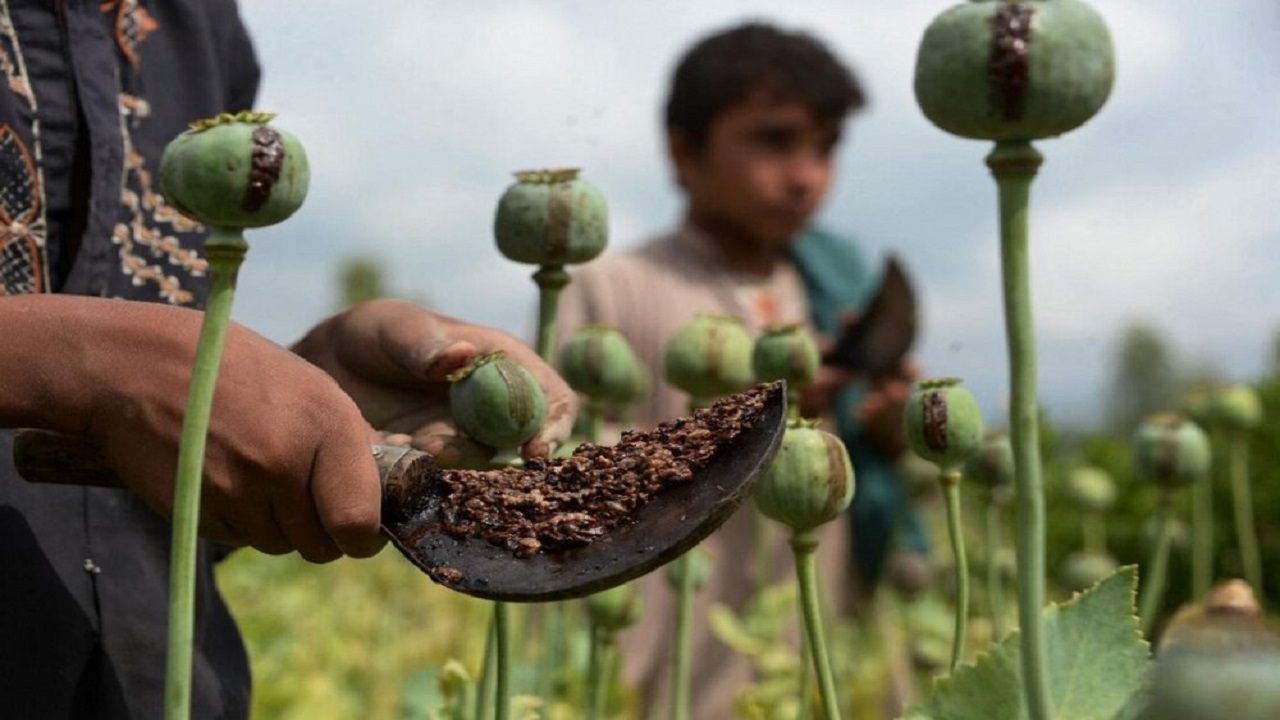 توافق افغانستان با کشور‌ها برای صادرات تریاک و حشیش
