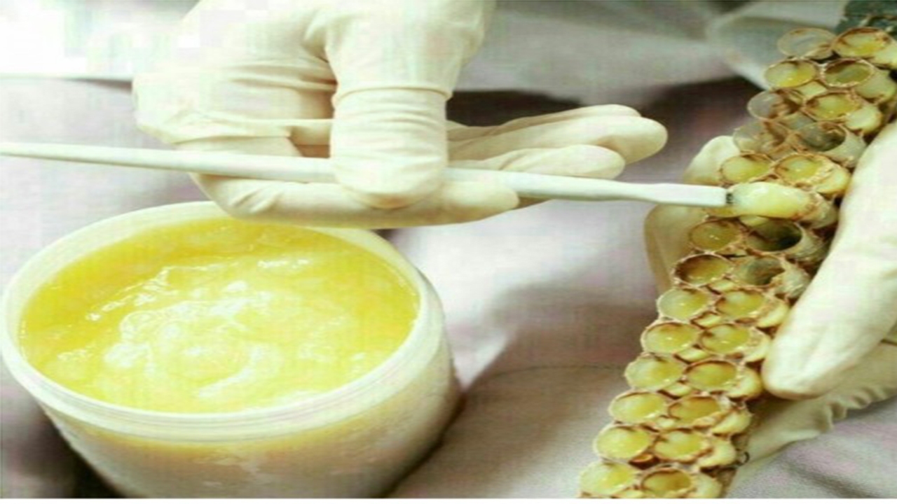 تولید بالغ بر ۸۰ کیلو گرم ژل رویال در مرودشت