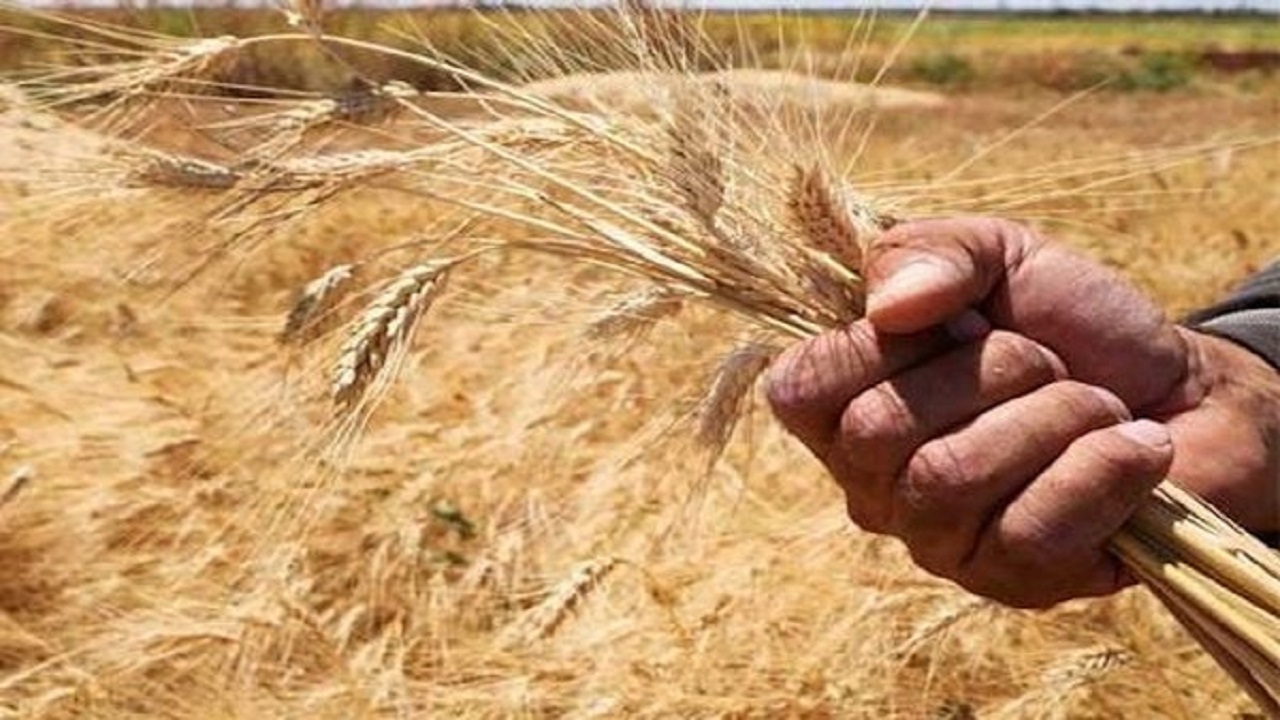 کمبود گندم، معضل ناشی از جنگ اوکراین و روسیه + فیلم