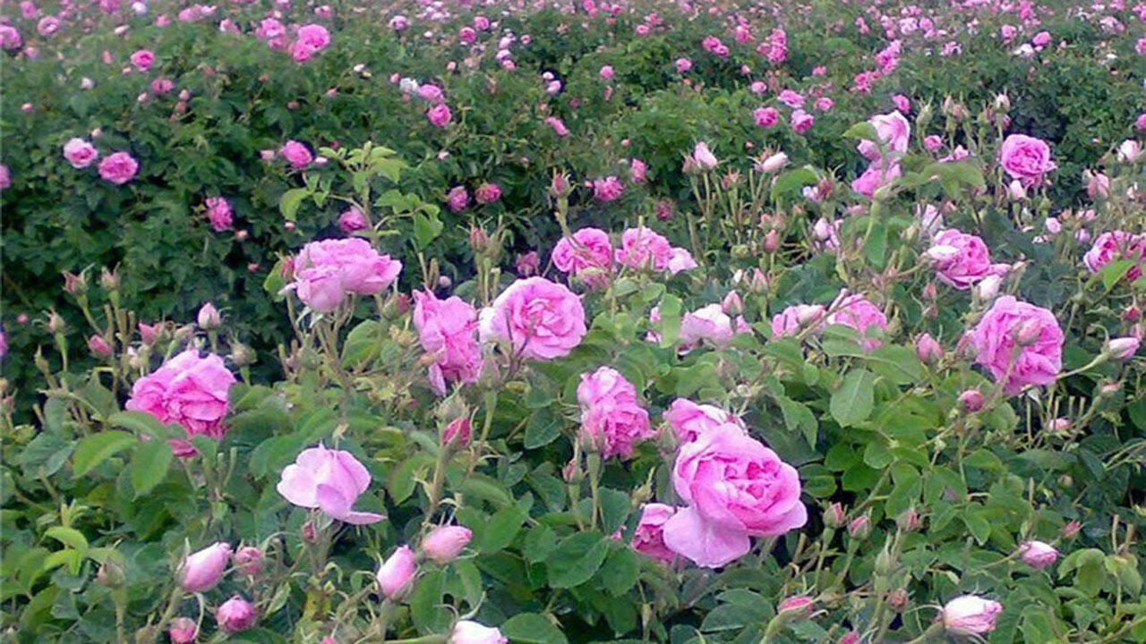 پیش بینی برداشت ۶ هزارتن گل محمدی در کرمان