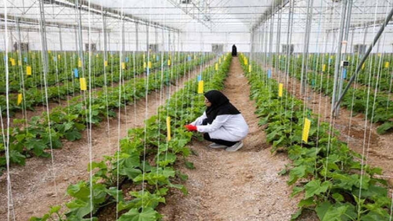 ارسال ۲ هزار و ۱۷۳ طرح اشتغال روستایی به بانک‌های قزوین