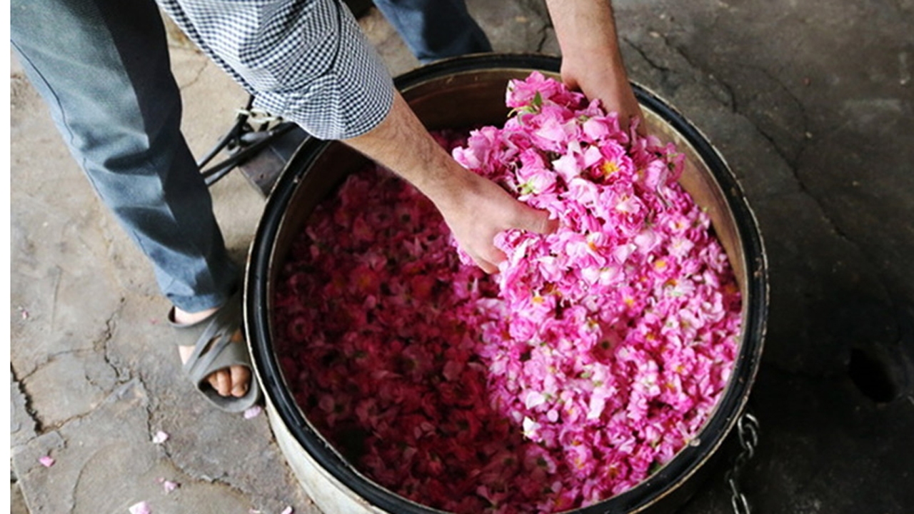 گلاب گیری به روش سنتی + فیلم