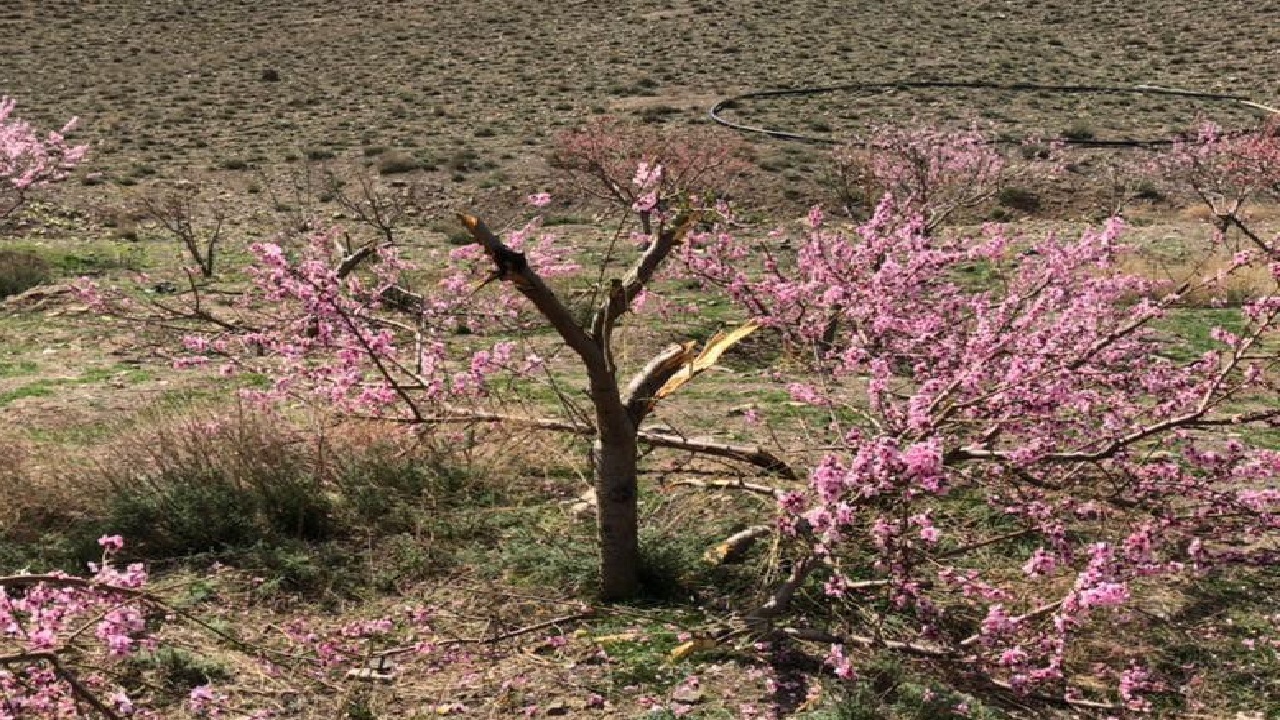 درختان به بار نشسته ای که کمرشان شکست + فیلم
