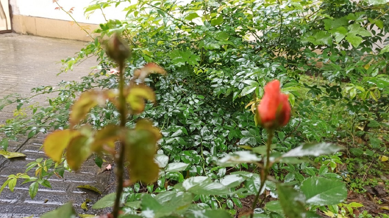 نمایی از طبیعت باران خورده گلستان + فیلم و تصویر