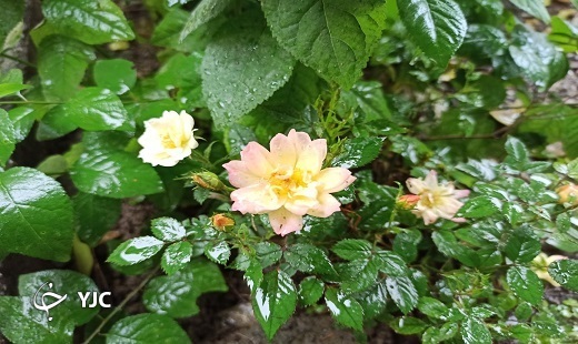 نمایی از طبیعت باران خورده گلستان + فیلم و تصویر