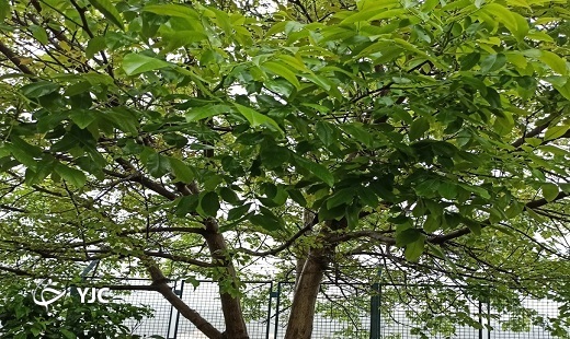 نمایی از طبیعت باران خورده گلستان + فیلم و تصویر
